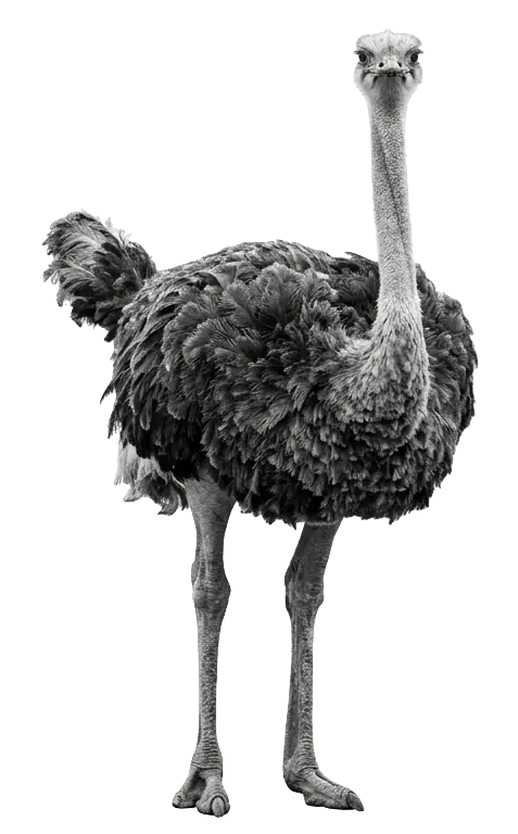 An ostrich standing face-on, in black and white