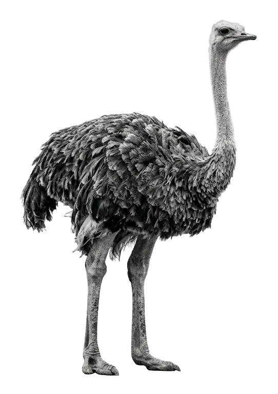 An ostrich standing, photographed in black and white