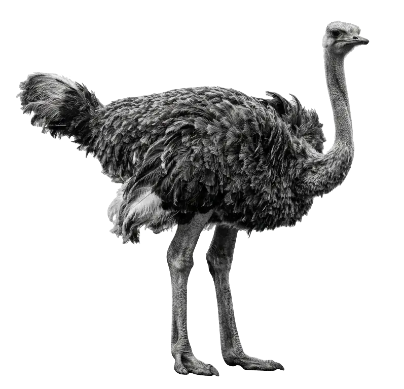 An ostrich standing, photographed in black and white