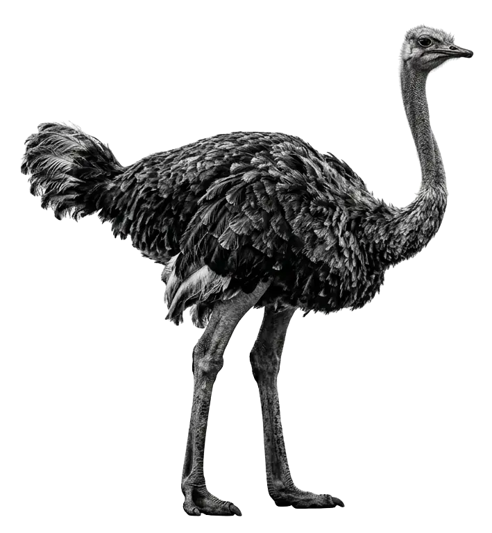 An ostrich standing, photographed in black and white