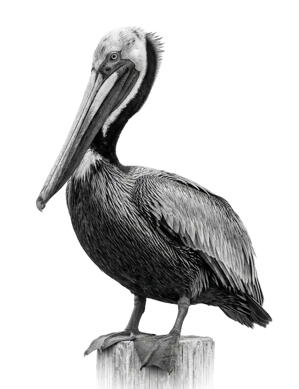 A pelican standing on a post, in black and white